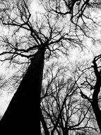 leafless trees in the forest