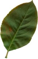 photo of a green leaf on a white background