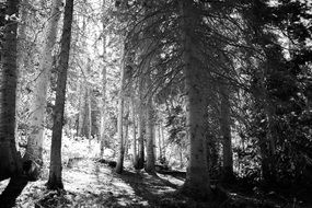 forest in sunlight, black and white