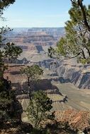 green trees in grand canyon, usa, arizona