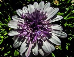 Colorful blooming chrysanthemum flower