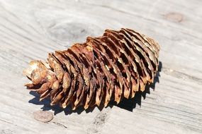 dry spruce Cone on Wooden surface