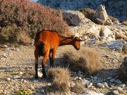 Mediterranean Goat