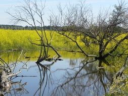 Oostvaardersplassen Water