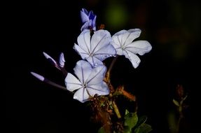 most beautiful Blue Flowers