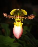 tropical orchid variation