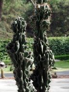 tall prickly Cactus in park, Mexico