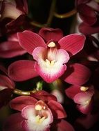 red Flower Orchid Tropical plant