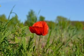 red poppy among green grass on a blurred background