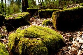 Landscape of Moss on a stones in a forest