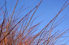 Bush against the blue sky