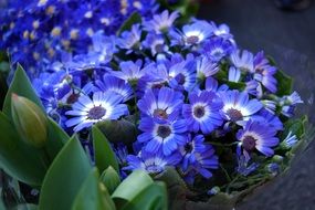 Cineraria