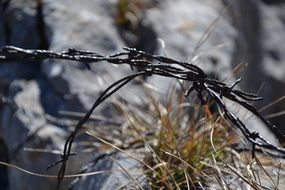 stainless Barbed Wire