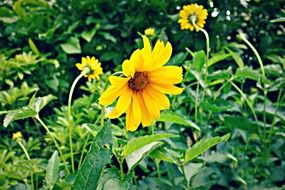 yellow flowers in the thickets of the garden