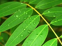 Water Drops on Green plant grass