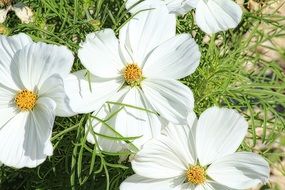 Picture of Margueritte Flowers