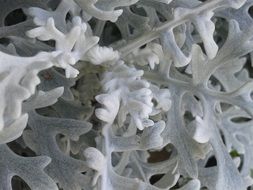 Close-up of the beautiful white ragwort leaves