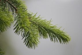 Photo of Green Pine Needles