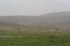 flock of sheep on a pasture in morocco