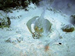 Egypt sea fauna