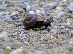 Close up photo of Brown Snail