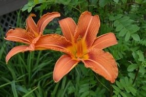 orange lily on a green bush