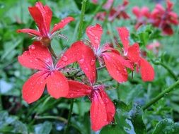 bush of red geranium in drops of water close-up