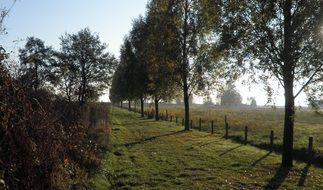 Trees near the avenue in autumn