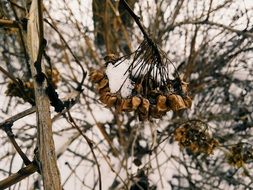 Snow Forest Seeds