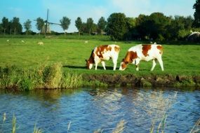 cows in the meadow by the pond
