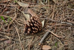 fascinating Cone Pine