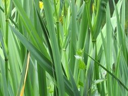 photos of green thickets