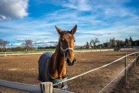 horse in a wooden paddock on a farm