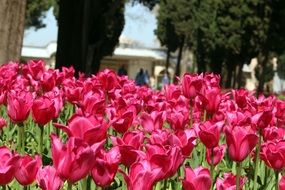 red tulips on a flower bed in istanbul