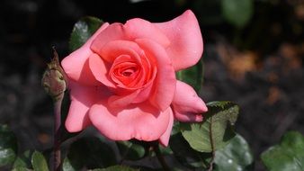 Rose With A Bud in nature