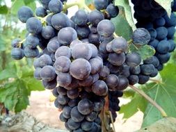 bunch of wine grapes on a vine close-up