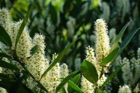 aromatic flowering bush in spring, Cherry laurel