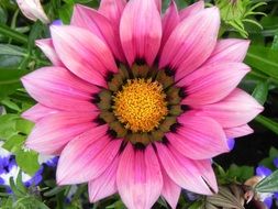 Yellow and Pink Flower in a garden