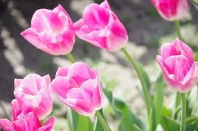 pale pink tulip flowers