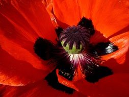 the stamen of the poppy flower