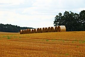 bales of straw on stubble in summer