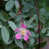 rosa glauca from the rosehip family