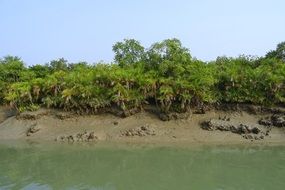 panoramic view of coast in mangroves in india