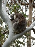 Sleeping koala on the tree in Australia