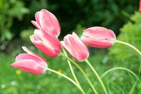 pink tulips on long thin stems close-up