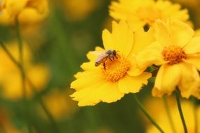 insect among bright yellow flowers close-up