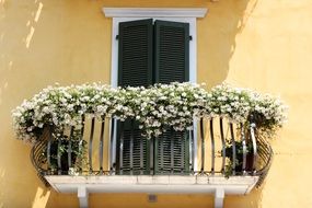 white little flowers on a balcony in Italy