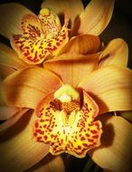 colorful orchid flower