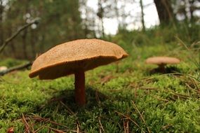 autumn mushroom in a forest in denmark