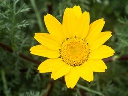 yellow daisy closeup
